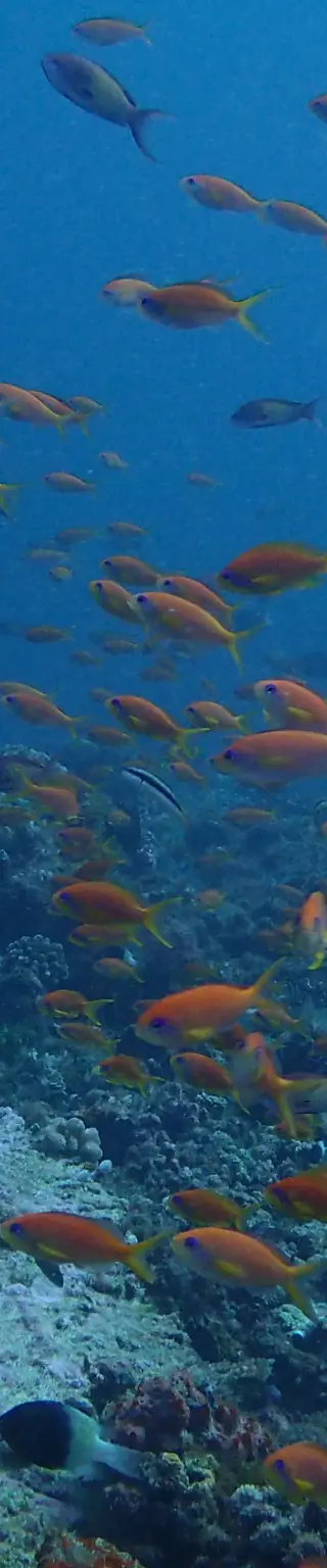Tauchen wie im Aquarium